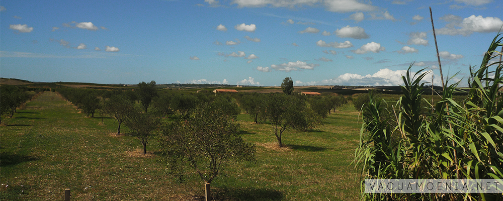 Borgo Dagala Fonda 14 Borgo Dagala Fonda, Mazara del Vallo, Trapani, Riforma Agraria, Sicilia, VacuaMoenia